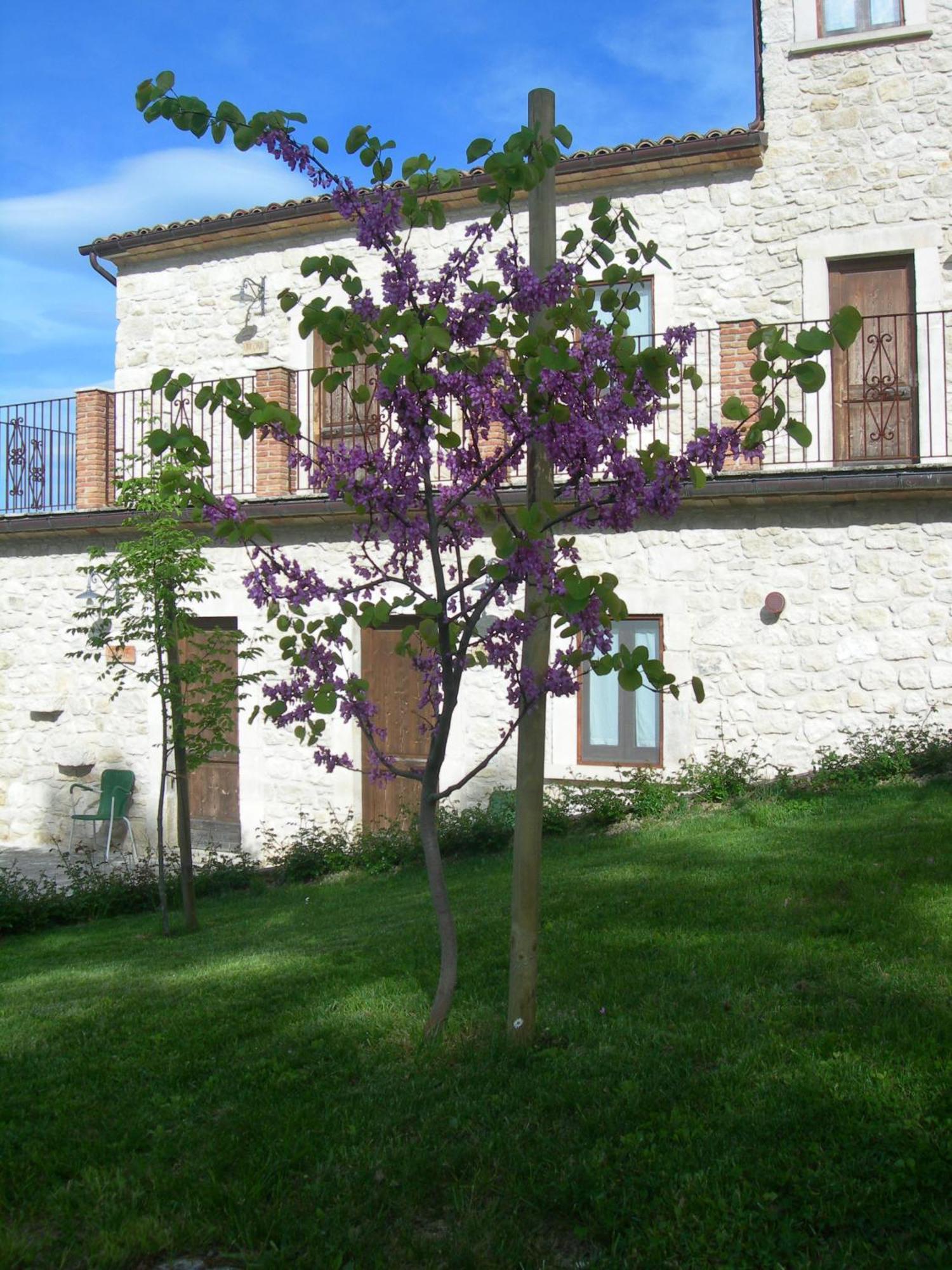 Agriturismo Borgo San Martino Abbateggio ภายนอก รูปภาพ